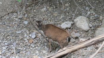 Kretische Wildziege (Capra aegagrus cretica)