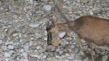 Kretische Wildziege (Capra aegagrus cretica)