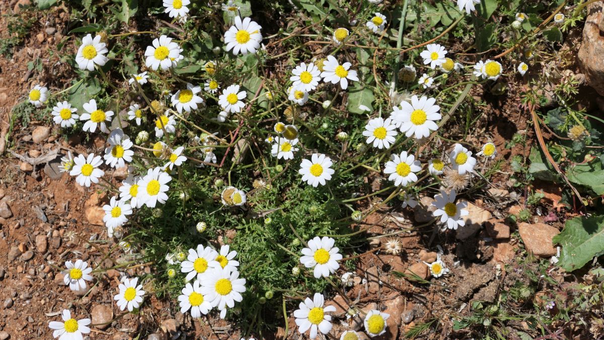 Frühling