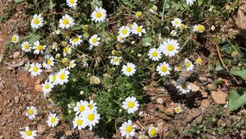 Frühling