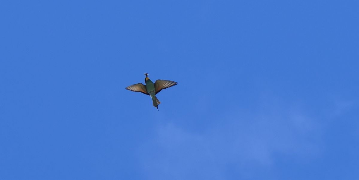 Bienenfresser im Flug mit Beute im Schnabel, schwer zu fotografieren, sind fast nur am fliegen