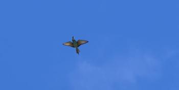 Bienenfresser im Flug mit Beute im Schnabel, schwer zu fotografieren, sind fast nur am fliegen