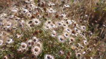 auch verblühte Blumen haben etwas…