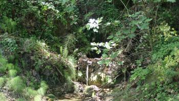 sobald Wasser da ist- Dschungel