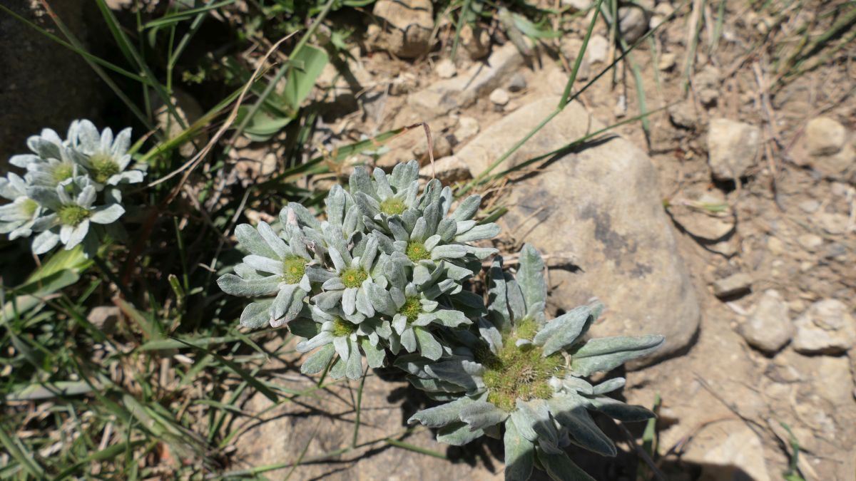 Zwergedelweiß (Filago pygmaea)