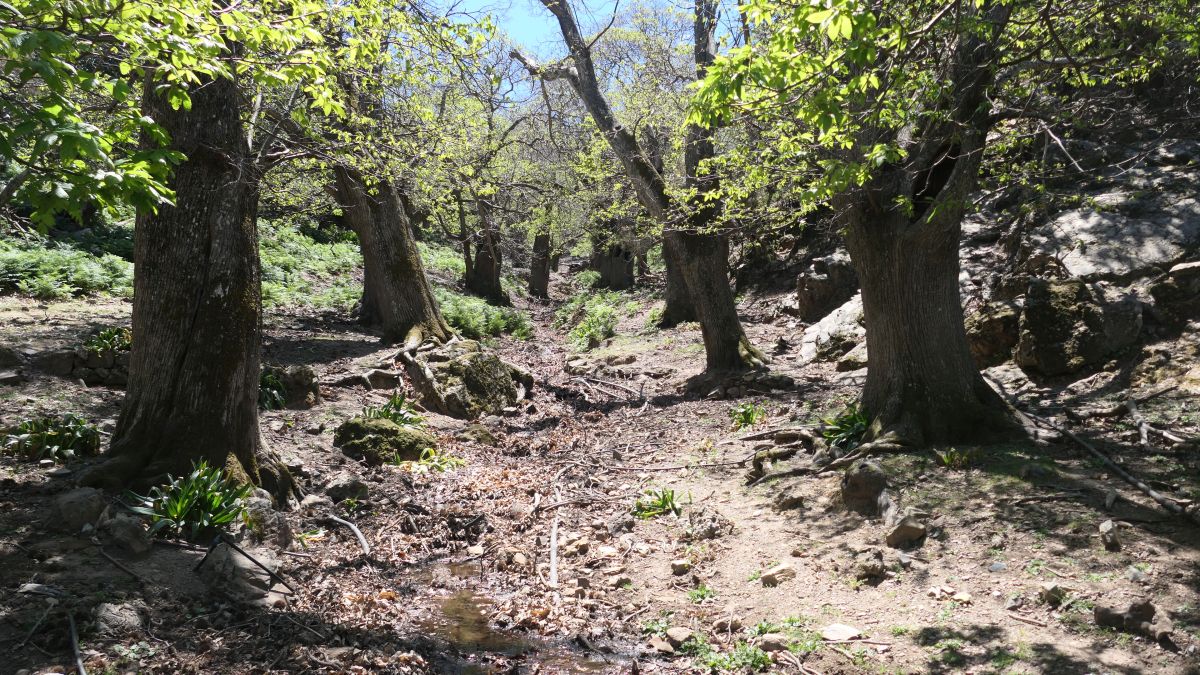 alte Esskastanienallee am Bach