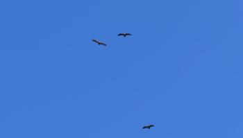 Flügelspannweite bis zu 270 cm