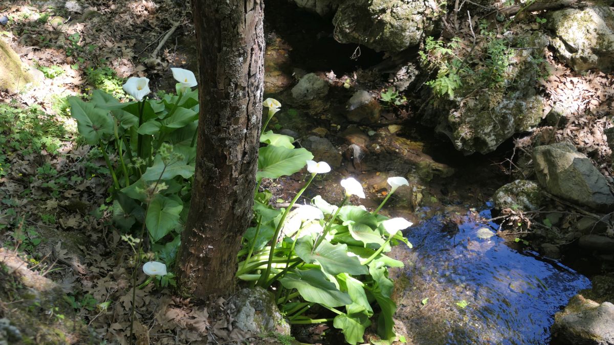 Im Talgrund plätschert Wasser