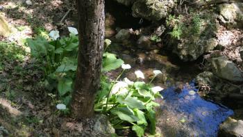 Im Talgrund plätschert Wasser