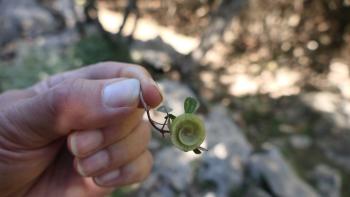 Scheibenschneckenklee Medicago orbicularis