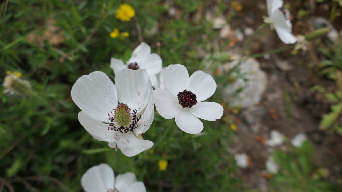 Kronen-Anemonen (Anemone coronaria)