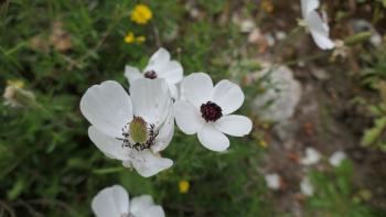 Kronen-Anemonen (Anemone coronaria)
