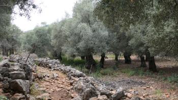 uralte Olivenhaine