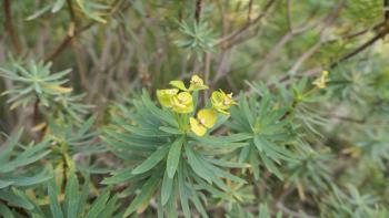 Baum-Wolfsmilch (Euphorbia dendroides)