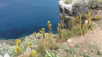 gelbes Affodil