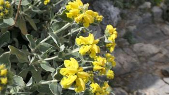 kretisches Brandkraut (Phlomis cretica)