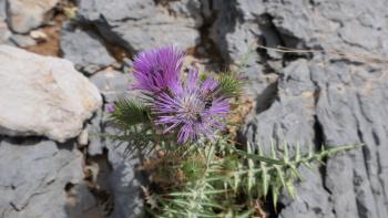 Milchfleckdistel