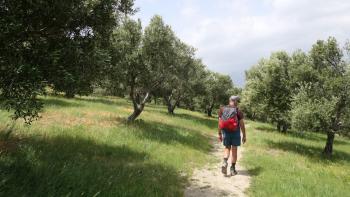 Weg durchs Olivenhain