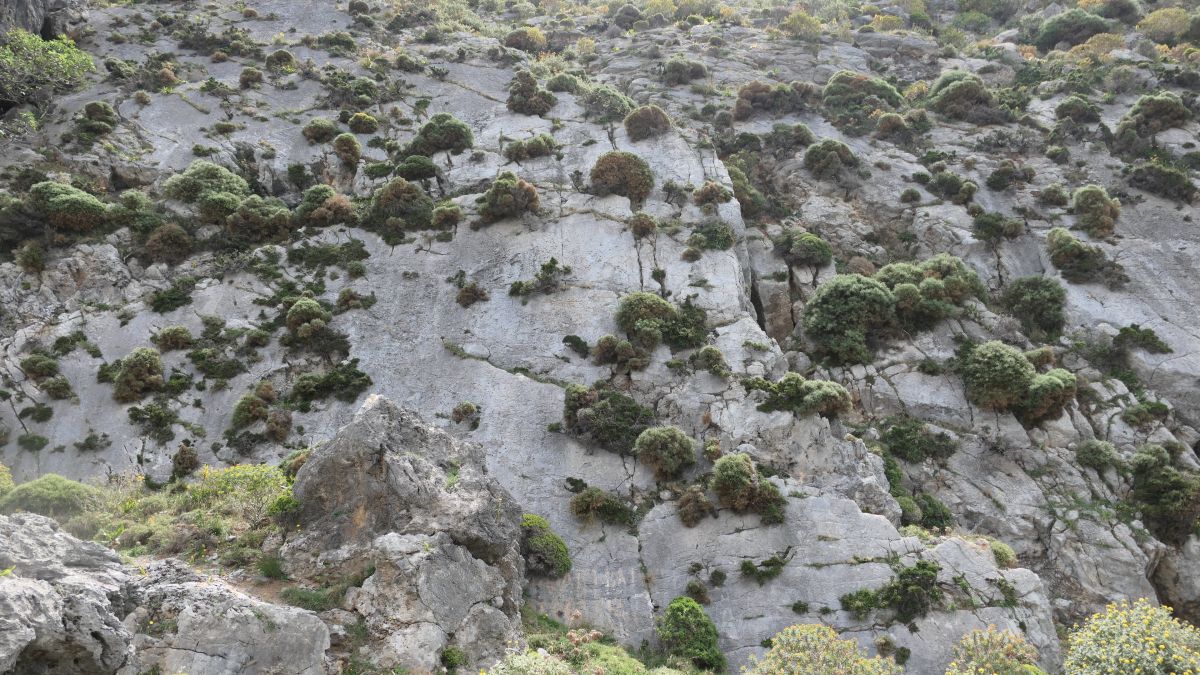 glattgeschliffene Felswände mit Bewuchs