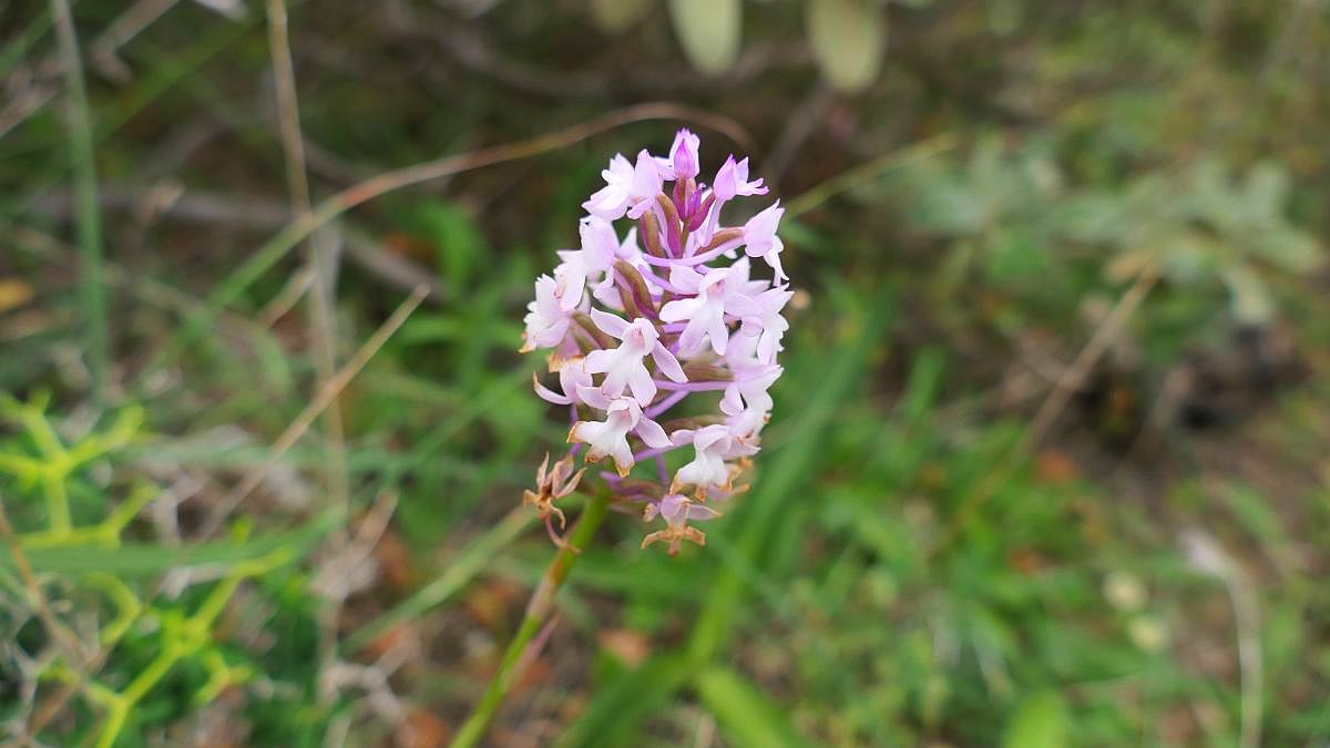 Orchidee