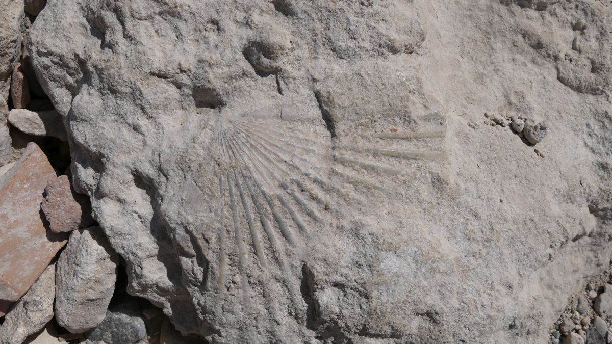Fossil