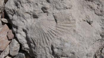 Fossil