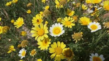 Phaistos und Blumenwanderung zur Kapelle Timios Stavros