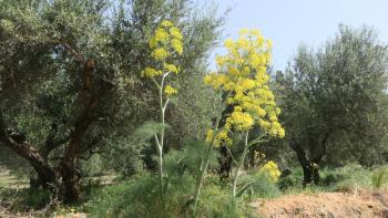Riesenfenchel
