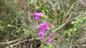 Gladiolus Italicus