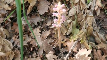 eine der vielen Sommerwurzarten (Orobanche)