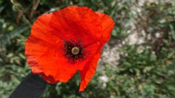 Klatschmohn