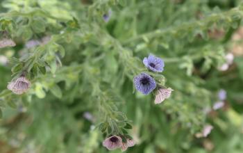Kretische Hundszunge (Cynoglossum creticum)