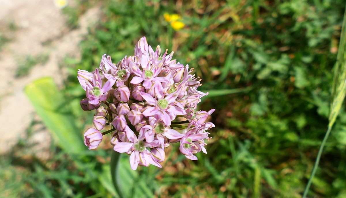 Allium stellatum