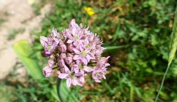 Allium stellatum
