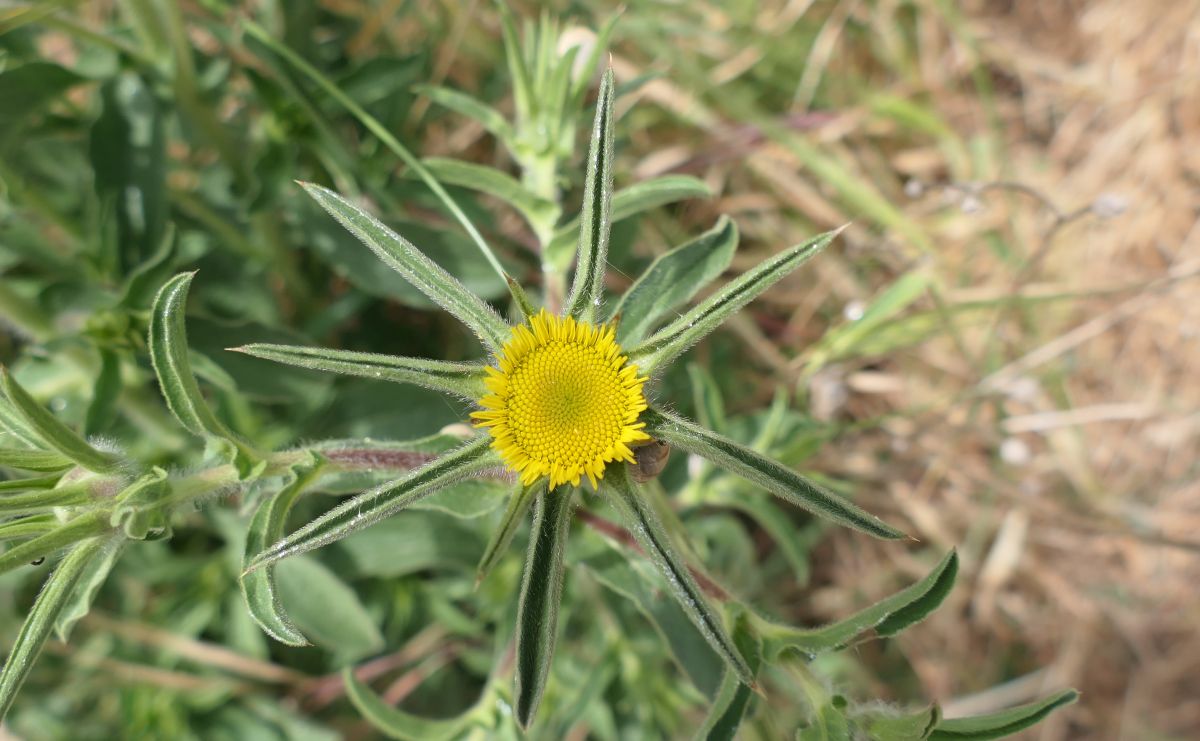 stechendes Sternauge