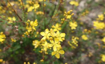 Krähenbeerenblättrige Johanniskraut (Hypericum empetrifolium)