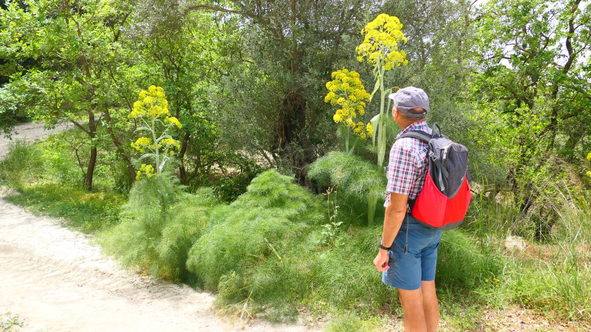 André ist begeistert vom Riesenfenchel