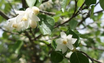 Echter Storaxbaum (Styrax officinalis)