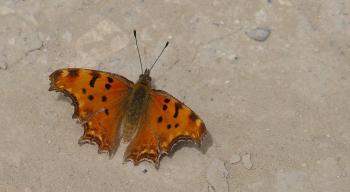 Südlicher C-Falter