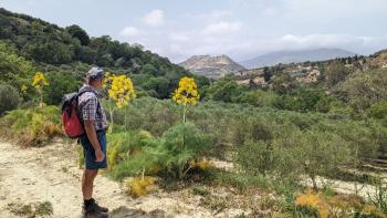 André ist begeistert vom Riesenfenchel