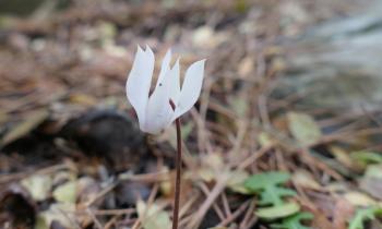 Kretische Alpenveilchen (Cyclamen Creticum)