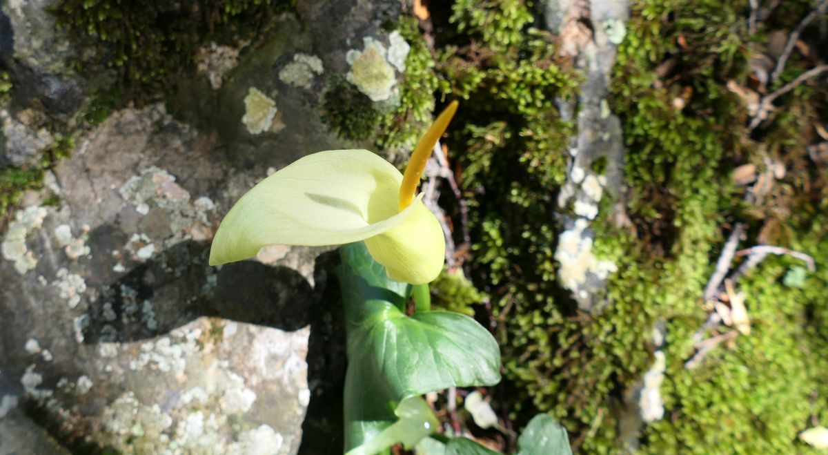 Kretische Aronstab (Arum creticum)
