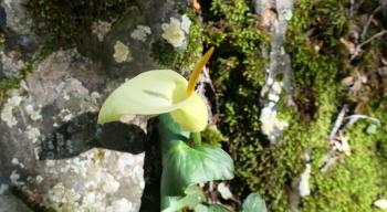 Kretische Aronstab (Arum creticum)
