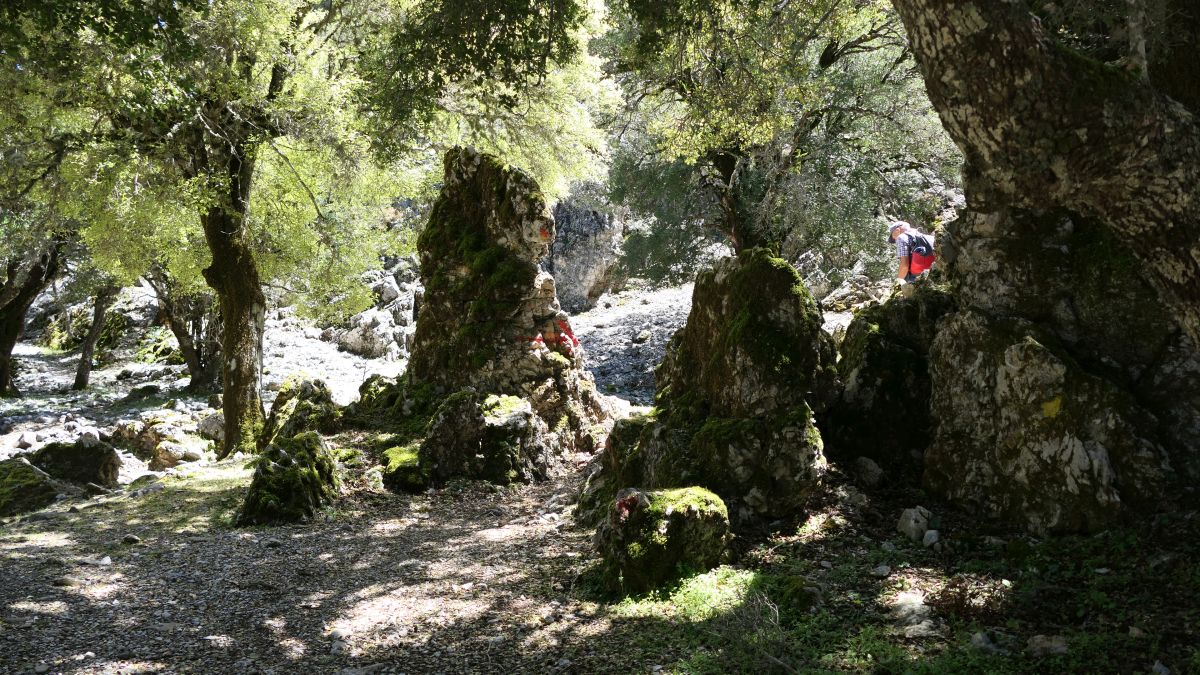 Rouvas-Wald