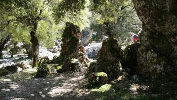 Rouvas-Wald