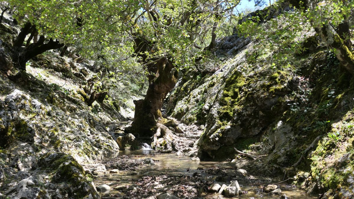 Rouvas-Wald, Eiche mitten im Bach
