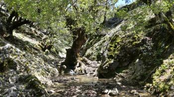 Rouvas-Wald, Eiche mitten im Bach