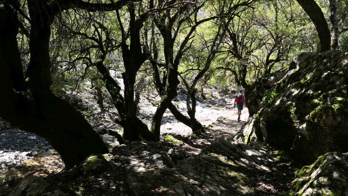 Rückweg durch Märchenwald