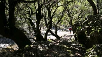 Rückweg durch Märchenwald