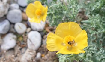Gelber Hornmohn (Glaucium flavum)